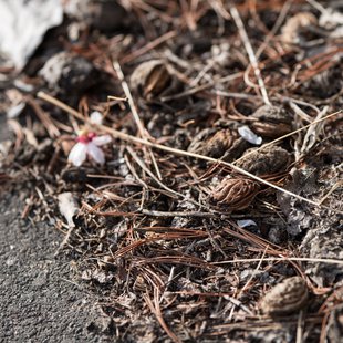 信州松代東条あんずまつり13