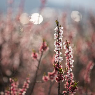 信州松代東条あんずまつり14