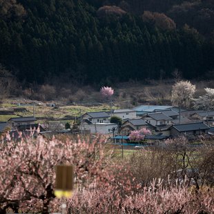 信州松代東条あんずまつり15