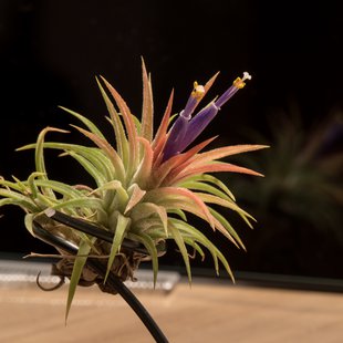 チランジアの花が咲いた