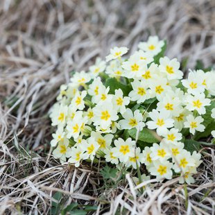 白馬五竜かたくり祭り1