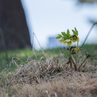 白馬五竜かたくり祭り2