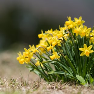 白馬五竜かたくり祭り3