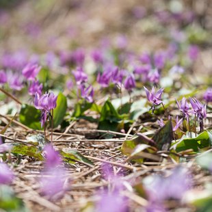 白馬五竜かたくり祭り4
