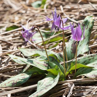 白馬五竜かたくり祭り5