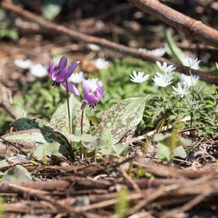 白馬五竜かたくり祭り6