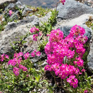 白馬五竜かたくり祭り8