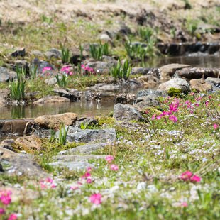 白馬五竜かたくり祭り10