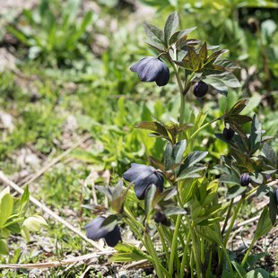 白馬五竜かたくり祭り12
