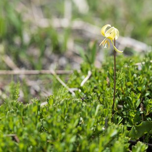 白馬五竜かたくり祭り14