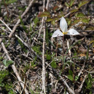 白馬五竜かたくり祭り15