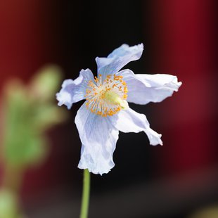 白馬五竜かたくり祭り16