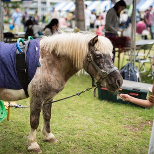 つくばフェスティバル1
