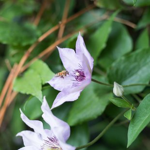 筑波実験植物園1