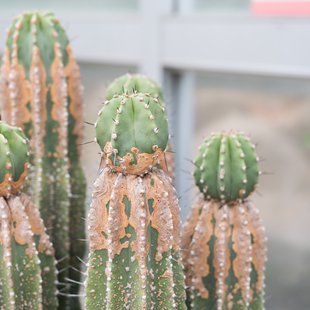 筑波実験植物園2