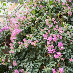 筑波実験植物園3