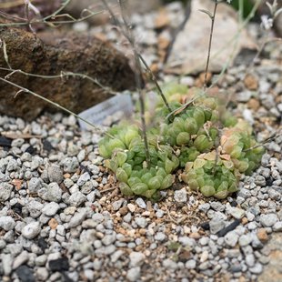 筑波実験植物園4