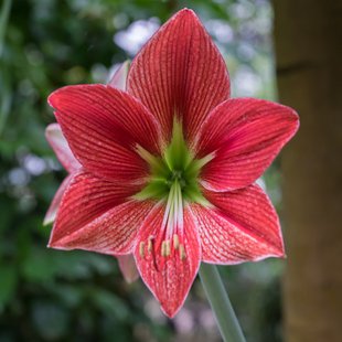 筑波実験植物園5