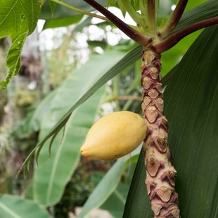 筑波実験植物園6