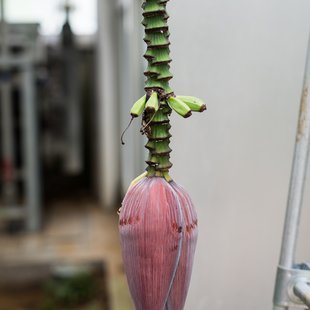 筑波実験植物園7