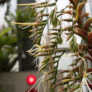 筑波実験植物園8