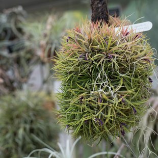 筑波実験植物園9