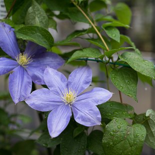 筑波実験植物園10