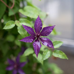 筑波実験植物園11