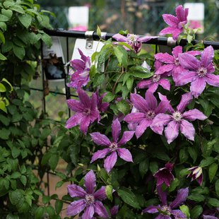 筑波実験植物園12