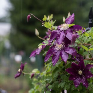 筑波実験植物園13