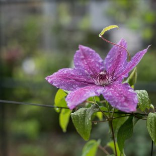 筑波実験植物園14