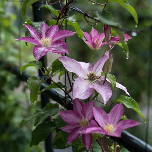 筑波実験植物園15