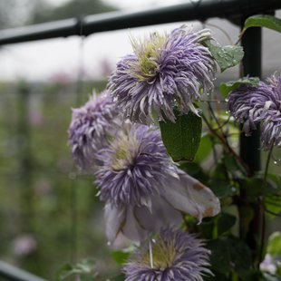 筑波実験植物園16