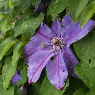 筑波実験植物園17