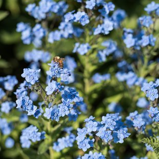 信州なかのバラまつり1