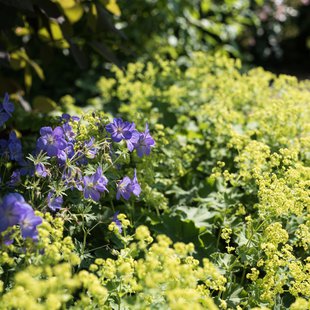 信州なかのバラまつり2