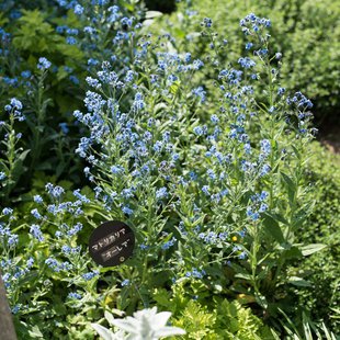 信州なかのバラまつり3