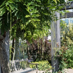 信州なかのバラまつり4