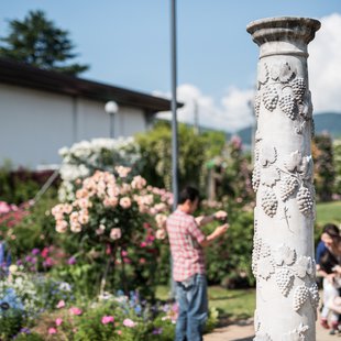 信州なかのバラまつり5