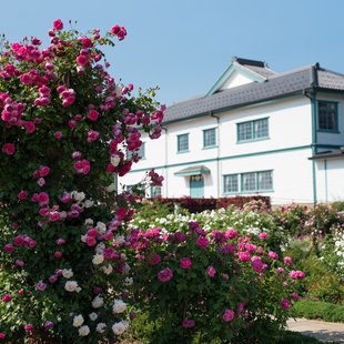 信州なかのバラまつり6