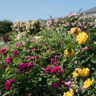 信州なかのバラまつり7