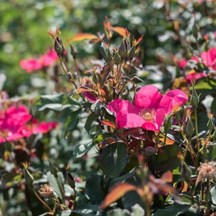 信州なかのバラまつり9