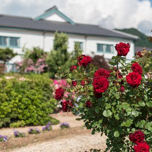 信州なかのバラまつり10