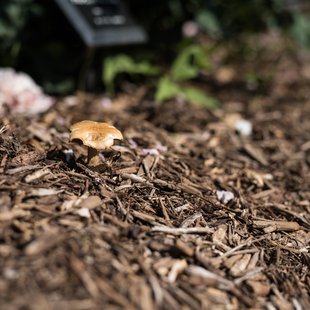 信州なかのバラまつり11