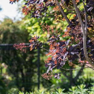 信州なかのバラまつり12