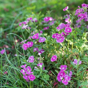 信州なかのバラまつり13