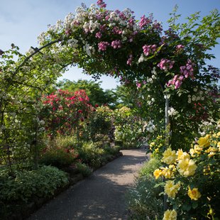 信州なかのバラまつり18