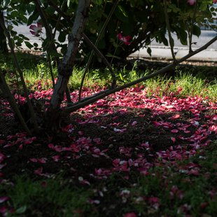 信州なかのバラまつり19