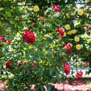 信州なかのバラまつり20