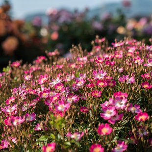 信州なかのバラまつり21